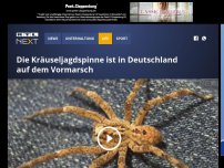 Bild zum Artikel: Die Kräuseljagdspinne ist in Deutschland auf dem Vormarsch