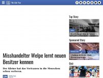 Bild zum Artikel: Misshandelter Welpe lernt neuen Besitzer kennen