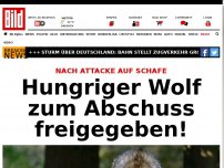 Bild zum Artikel: Nach Attacke auf Schafe - Hungriger Wolf zum Abschuss freigegeben!