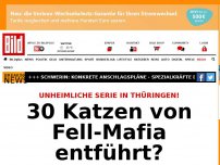 Bild zum Artikel: Unheimliche Serie - 30 Katzen von Fell-Mafia entführt?