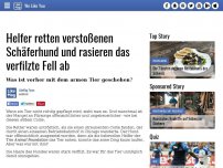 Bild zum Artikel: Helfer retten verstoßenen Schäferhund und rasieren das verfilzte Fell ab