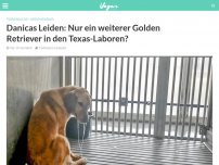 Bild zum Artikel: Danicas Leiden: Nur ein weiterer Golden Retriever in den Texas-Laboren?