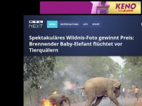 Bild zum Artikel: Spektakuläres Wildnis-Foto gewinnt Preis: Brennender Baby-Elefant flüchtet vor Tierquälern