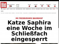 Bild zum Artikel: Im Freiburger Bahnhof - Katze Saphira eine Woche im Schließfach eingesperrt