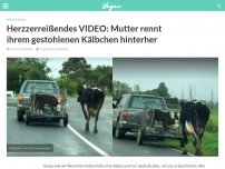 Bild zum Artikel: Herzzerreißendes VIDEO: Mutter rennt ihren gestohlenen Kälbchen hinterher