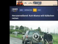 Bild zum Artikel: Herzzerreißend: Kuh-Mama will Kälbchen retten
