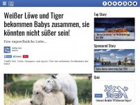 Bild zum Artikel: Weißer Löwe und Tiger bekommen Babys zusammen, sie könnten nicht süßer sein!