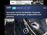 Bild zum Artikel: Qualvoller Tod für die Medizin: Tausende Esel werden geschlagen, aufgeschlitzt und gehäutet