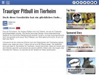 Bild zum Artikel: Trauriger Pitbull im Tierheim