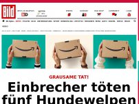 Bild zum Artikel: Grausame Tat! - Einbrecher töten fünf Hundewelpen