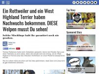 Bild zum Artikel: Ein Rottweiler und ein West Highland Terrier haben Nachwuchs bekommen. DIESE Welpen musst Du sehen!