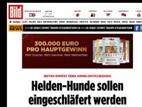 Bild zum Artikel: Briten empört - Helden-Hunde sollen eingeschläfert werden