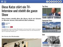 Bild zum Artikel: Diese Katze stört ein TV-Interview und stiehlt die ganze Show