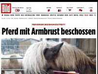 Bild zum Artikel: Beziehungsstreit? - Pferd mit Armbrust beschossen