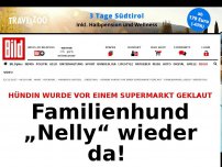Bild zum Artikel: Hund verzweifelt gesucht - „Nelly“ vor Supermarkt geklaut