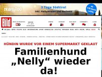 Bild zum Artikel: Hund verzweifelt gesucht - „Nelly“ vor Supermarkt geklaut