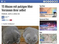 Bild zum Artikel: 15 Miezen mit putzigen Mini-Versionen ihrer selbst