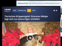 Bild zum Artikel: Tierisches Krippenspiel: Streuner-Welpe legt sich zur Jesus-Figur schlafen