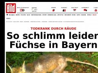 Bild zum Artikel: Tierkrankheit Räude - So schlimm leiden unsere Füchse