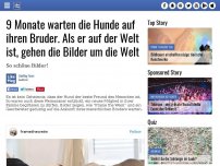 Bild zum Artikel: 9 Monate warten die Hunde auf ihren Bruder. Als er auf der Welt ist, gehen die Bilder um die Welt