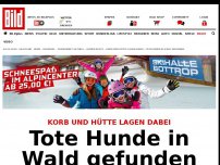 Bild zum Artikel: Neben Korb und Hütte - Tote Hunde in Wald gefunden