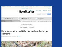 Bild zum Artikel: Schreckliche Entdeckung: Hund verendet angebunden am Neubrandenburger Tierheim <span class='neu_small'>AKTUALISIERT</span>