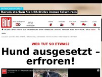 Bild zum Artikel: Maul zugeklebt - Hund ausgesetzt – erfroren! 