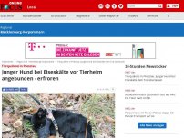 Bild zum Artikel: Tierquälerei in Prenzlau - Junger Hund bei Eiseskälte dem Tod überlassen
