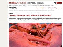 Bild zum Artikel: Schweiz: Hummer dürfen nur noch betäubt in den Kochtopf