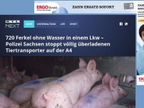 Bild zum Artikel: 720 Ferkel ohne Wasser in einem Lkw – Polizei Sachsen stoppt völlig überladenen Tiertransporter auf der A4
