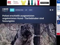 Bild zum Artikel: Polizei erschießt ausgesetzten angeketteten Hund - Tierliebhaber sind fassungslos