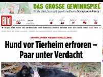 Bild zum Artikel: Grausamer Tier-Tod - Ausgesetzter Hund erfroren – Paar unter Verdacht