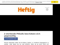 Bild zum Artikel: 2 sterbende Pitbulls beschützen sich gegenseitig.