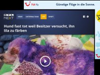 Bild zum Artikel: Hund fast tot weil Besitzer versucht, ihn lila zu färben