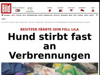 Bild zum Artikel: Besitzer färbte Fell lila - Hund stirbt fast an Verbrennungen