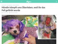 Bild zum Artikel: Hündin kämpfte ums Überleben, weil ihr das Fell gefärbt wurde