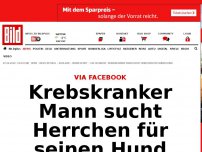 Bild zum Artikel: Via Facebook - Krebskranker Mann sucht Herrchen für seinen Hund