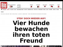 Bild zum Artikel: Steh' doch wieder auf! - Vier Hunde bewachen ihren toten Freund