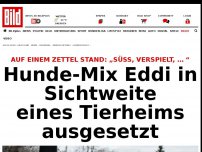 Bild zum Artikel: Eddi an Baum gefesselt - Süß, verspielt und ausgesetzt