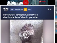 Bild zum Artikel: Tierschützer schlagen Alarm: Diese 'duschende Ratte' duscht gar nicht!