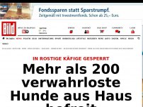 Bild zum Artikel: In rostige Käfige gesperrt - 200 verwahrloste Hunde aus Einfamilienhaus befreit