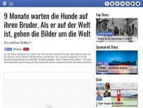 Bild zum Artikel: 9 Monate warten die Hunde auf ihren Bruder. Als er auf der Welt ist, gehen die Bilder um die Welt