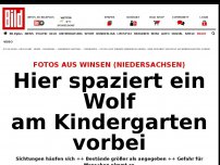 Bild zum Artikel: Sichtungen häufen sich - Der Wolf ist in der Stadt