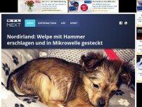 Bild zum Artikel: Nordirland: Welpe mit Hammer erschlagen und in Mikrowelle gesteckt