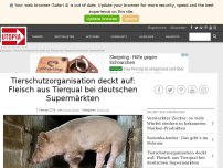 Bild zum Artikel: Tierschutzorganisation deckt auf: Fleisch aus Tierqual bei Edeka und Rewe