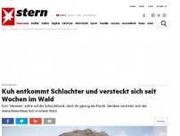 Bild zum Artikel: Niederlande: Kuh entkommt Schlachter und versteckt sich seit Wochen im Wald