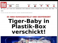 Bild zum Artikel: Es war ruhig gestellt und dehydriert - Tiger-Baby in Plastik-Box verschickt!