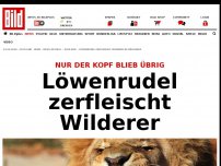 Bild zum Artikel: Nur der Kopf blieb übrig - Löwenrudel zerfleischt Wilderer