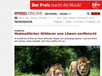 Bild zum Artikel: Südafrika: Mutmaßlicher Wilderer von Löwen zerfleischt