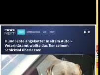Bild zum Artikel: Hund lebte angekettet in altem Auto – Veterinäramt wollte das Tier seinem Schicksal überlassen